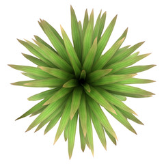 top view of mountain cabbage palm tree isolated on white