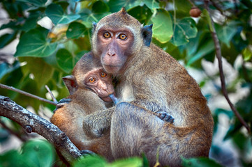 Comfort in the jungle - macaque mother feeding her baby