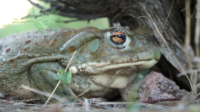 Colorado River toad