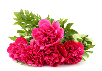 beautiful pink peonies isolated on white © Africa Studio