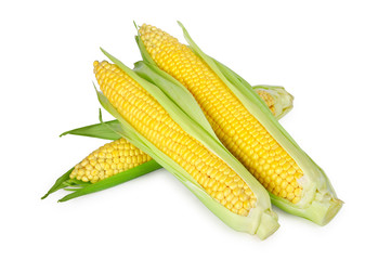 corn isolated