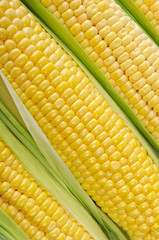 raw corn