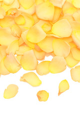 beautiful orange rose petals isolated on white