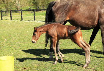 Obraz premium young foal who playing with a bucket of water