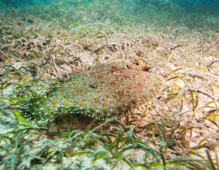 cute flatfish on sandy bottom