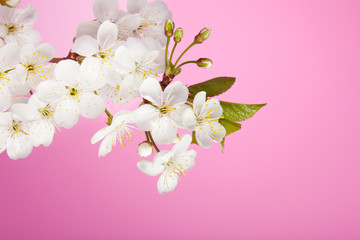 Fototapeta na wymiar cherry tree flowers on pink background