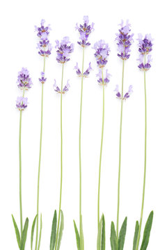 Lavender, flower spikes with stem anad leaves isolated on white