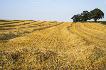Golden Cornfield