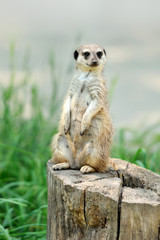 A meerkat standing upright and looking alert