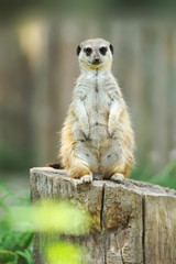 A meerkat standing upright and looking alert