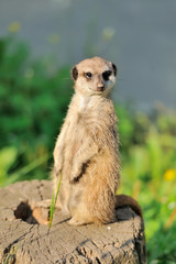 A meerkat standing upright and looking alert