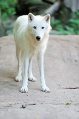 White wolf