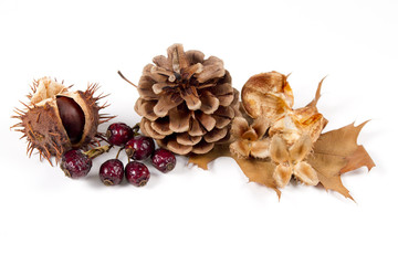 herbstliche früchte
