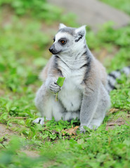 Fototapeta premium Young ring-tailed lemur