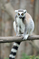 Young ring-tailed lemur © byrdyak