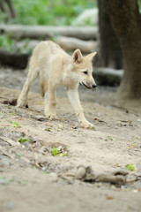 Arctic wolf pup