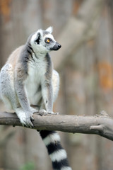 Young ring-tailed lemur