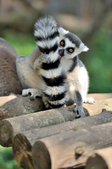 Young ring-tailed lemur