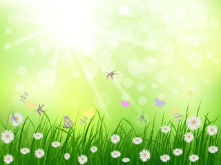 Fototapeta premium beauty grass and daisy flower bakground in the morning