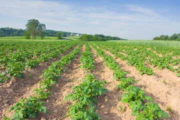 Fototapeta na wymiar Landscape with a potato field and blue sky