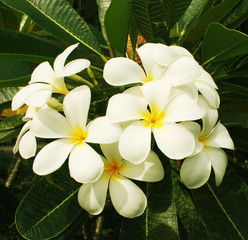 Obraz premium Frangipani flowers