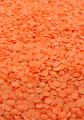 close up of husked seeds of red lentil