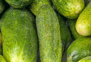 green cucumber