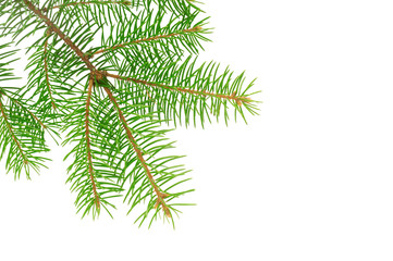 fir branch isolated on white background
