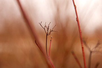 black peduncle on red branch