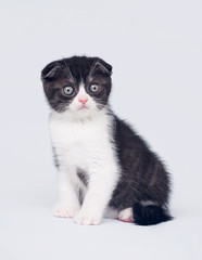 Bicolor scottish fold kitten on white background