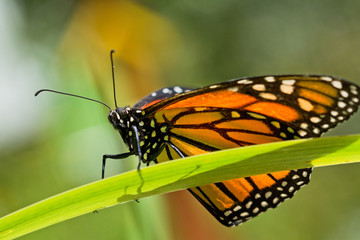 Monarch butterfly on a plant leaf