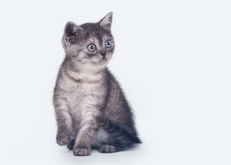 black smoke scottish straight kitten on white background