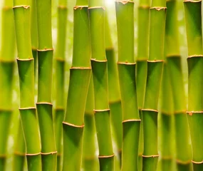 Cercles muraux Bambou Bambouseraie verte