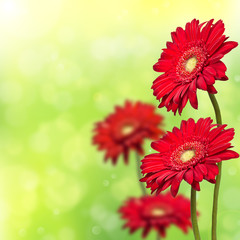 four red gerbera on background bokeh