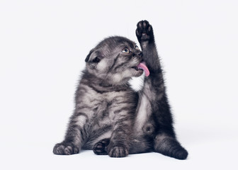 black smoke scottish fold kitten on white background