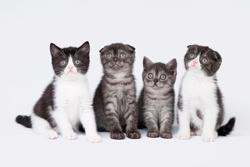 four small scottish fold and straight kittens on white backgroun