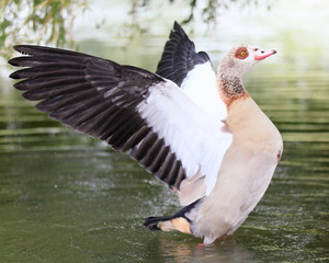 Nilgans-20078b1