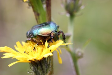 Rosenkäfer auf Blüte