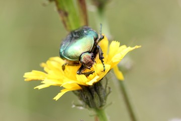 Rosenkäfer auf Blüte