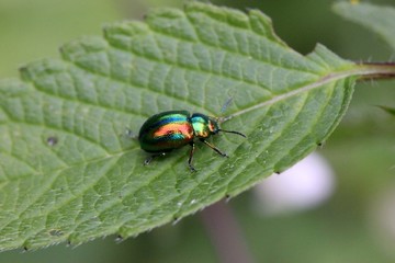 Prächtiger Blattkäfer (Chrysolina fastuosa)