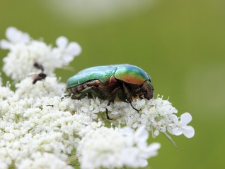 Rosenkäfer auf Wilder Möhre