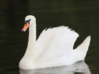 Schwan-20140b1
