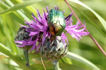 Rosenkäfer auf Wiesen-Flockenblume