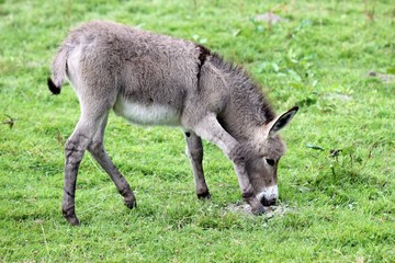 Fototapeta premium Eselfohlen 