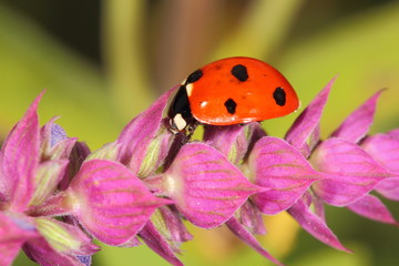 Fototapeta na wymiar ladybug