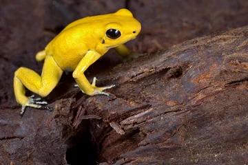 Deurstickers poison frog © kikkerdirk