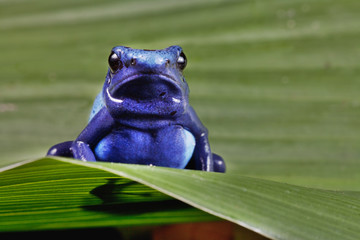 frog bright blue