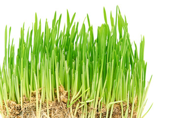 Green grass showing roots