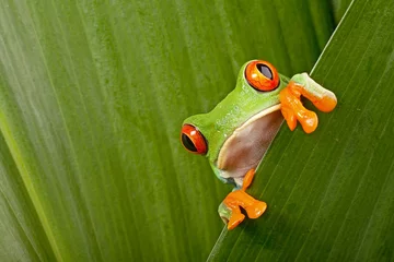 Wall murals Frog red eyed tree frog peeping