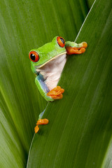 red eyed tree frog peeping - 43998829